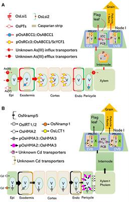 Ideal Cereals With Lower Arsenic and Cadmium by Accurately Enhancing Vacuolar Sequestration Capacity